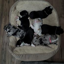 Miniature American Shepherd and Miniature Australian Shepherd Puppies from Patience Creek Mini Aussie