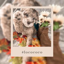 Goldendoodle Puppies from The Dood Effect