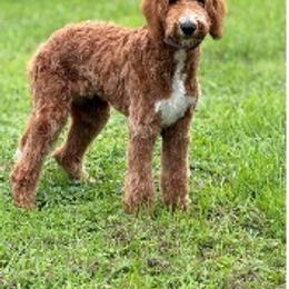 Skipper - Goldendoodle