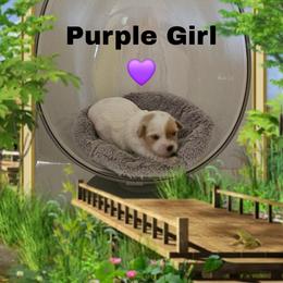 Purple girl - Parti female Yorkshire Terrier puppy in Inverness, Florida from Luvayorkie&more