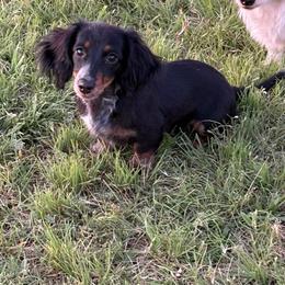 Vegas - Brindle female Dachshund puppy in Haslet, Texas from TG Dachshunds
