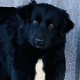 Peachy - Australian Shepherd