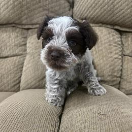 Toby - Parti male Miniature Schnauzer puppy in Plaucheville, Louisiana from Honey Doux Southern Paws