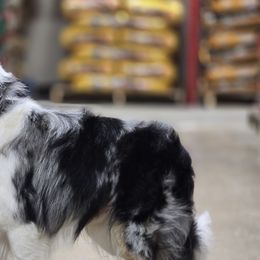 Border Collies and Chihuahuas from Riverwood