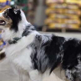 Border Collies and Chihuahuas from Riverwood