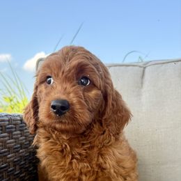 Brown - Red female Irish Doodle puppy in Bloomfield, Iowa from Schooley Doodles
