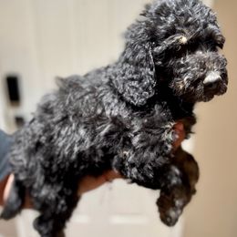 Boy 1 - Goldendoodle puppy from Empire Doodles