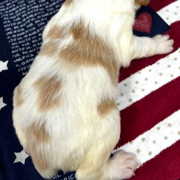 Sadie boy 7 - Orange and white male Brittany puppy in Floyd Knobs, Indiana from Cross Creek Brittanys