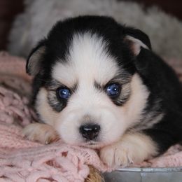 Rumor - Black and white female Pomsky puppy in Albany, Indiana from Hatz Off Puppies