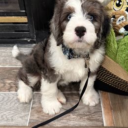 Smore - Merle male Bernedoodle puppy in Massanutten, Virginia from Doting Doodles
