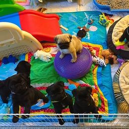 Havanese and Pug Puppies from Casa Blanca Pugs & Mardi Gras Havanese
