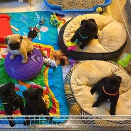 Havanese and Pug Puppies from Casa Blanca Pugs & Mardi Gras Havanese