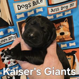 Boy 1 - male Giant Schnauzer puppy in Billings (Bil), Montana from Kaiser's Giants