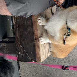Bernese Mountain Dogs and Pembroke Welsh Corgis from Crowned Royalty