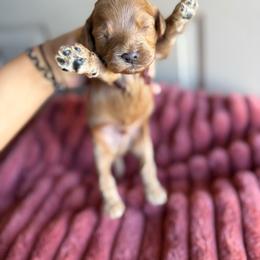 Boy 4 - Red male Cockapoo puppy in Danielsville, Georgia from Meg's Doodles and Poodles