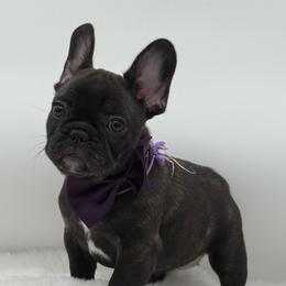 Maria - Brindle female French Bulldog puppy in Largo, Florida from Big Daddy Frenchies