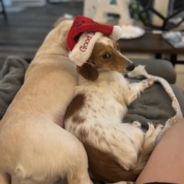 Dachshund Puppies from Camacho_Dachshunds
