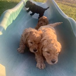 German Shorthaired Pointer and Labradoodle Puppies from Faddis Family Farms