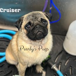 Cruiser - Pug
