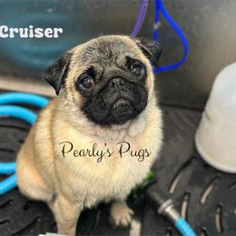 Cruiser - Pug