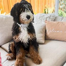 Timber - Bernedoodle