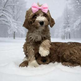 Ginna - Apricot female Goldendoodle puppy in Mint Hill, North Carolina from DoodleForever