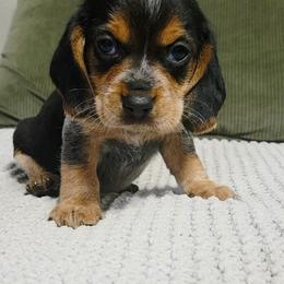 Duke - Blue tan and white male Beagle puppy in Bunch, Oklahoma from Julie’s Jewels Puppies