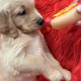 Golden Retriever Puppies from American True Golden retriever