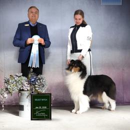 Scarlett - Collie
