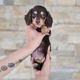 Girl 3 - Chocolate and cream female Dachshund puppy in Rancho Cucamonga, California from Pretty Little Dachshunds