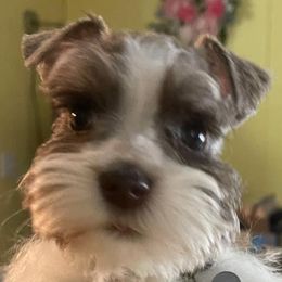 Miniature Schnauzers from Schnauzers at Big Creek Farms