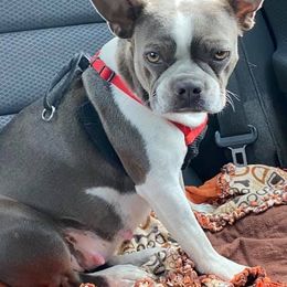 Boston Terriers from Valerie’s Boston Terriers