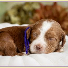 Girl 4 - female Cockapoo puppy in Connersville, Indiana from Deaz Doodle Ranch