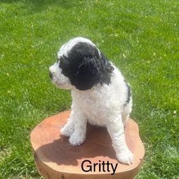 Gritty - Parti Goldendoodle puppy in Stratford, New Jersey from Meadow Lark Doodles
