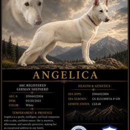 Angelica - German Shepherd