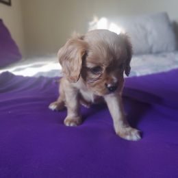 Cavalier King Charles Spaniel Puppies from Sorento Rubies