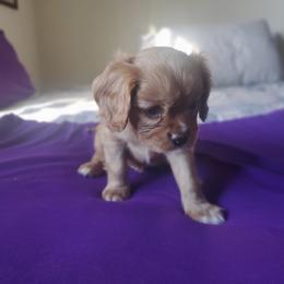 Cavalier King Charles Spaniel Puppies from Sorento Rubies