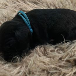 Teal Collar - Black female Cane Corso puppy in Fritch, Texas from Carrie Brown's Cane Corsos