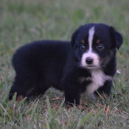 Sable - Black Tri Female - Black tri female Miniature Australian Shepherd puppy in Gravette, Arkansas from DiamondR Mini Aussies @ DiamondR Farm & Kennel