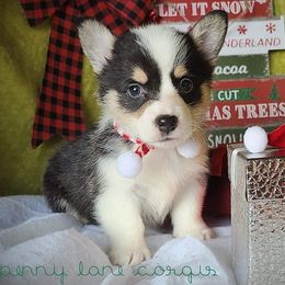 Pembroke Welsh Corgi puppies from Poppy's Puppies