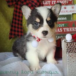 Pembroke Welsh Corgi puppies from Poppy's Puppies