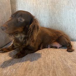 Tanner - Dachshund