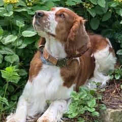 Welsh Springer Spaniels from River Rock