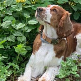 Welsh Springer Spaniels from River Rock