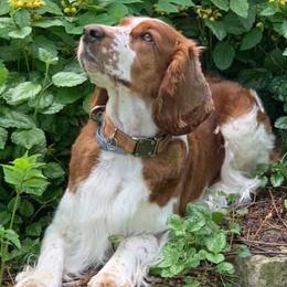 Welsh Springer Spaniels from River Rock