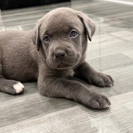 Purple collar - Gray brindle female Cane Corso puppy in Atlanta, Georgia from Cane Corso’s of Atlanta