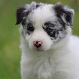 Merle female - Blue merle female Border Collie puppy in Tylertown, Mississippi from Cool Meadow Farms
