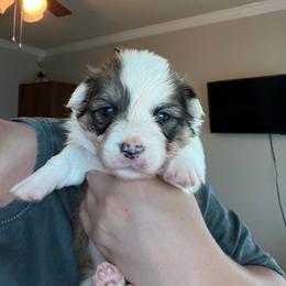 4 - White and red male Pembroke Welsh Corgi puppy in Boyd, Texas from Barker's Corgis