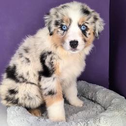 Quinn4Girl1- BMF,NBT,AKC,OFAs,Genetics - Blue merle female Australian Shepherd puppy in South Hill, Virginia from Silverside Aussies LLC