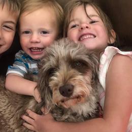Rosco - Goldendoodle